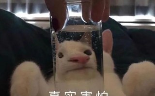 沙雕搞怪文案超长，沙雕搞怪文案超长句子