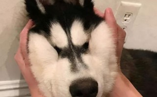 狗狗生日沙雕文案，狗狗生日沙雕文案搞笑