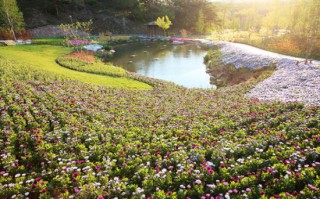 植物游玩攻略图，植物游玩攻略图片